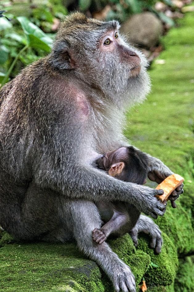 Ubud Monkey Forest in Bali Indonesia