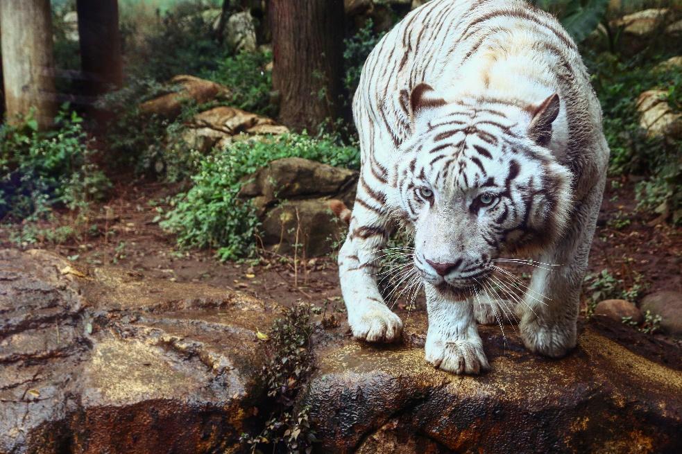 Journey to The Wild at Bali Safari and Marine Park