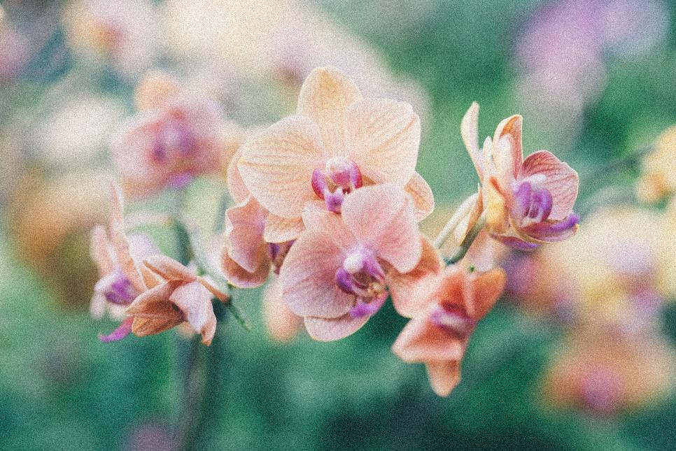 Escape to Bogor Botanical Garden 2025, Bogor Botanical Garden, Picnic with Your Family, Exercise in Bogor Botanical Garden, Relax and sip at Grand Garden Cafe, Glancing at the Endangered Species, Explore Bogor Botanical Garden Through Apps