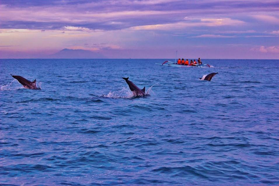 Lovina Beach Bali, Best Place to Swim with Dolphins in Bali