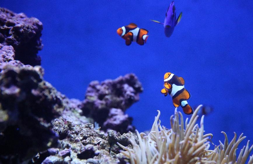 Pahawang Island (Lampung): Hidden Paradise for Snorkeling