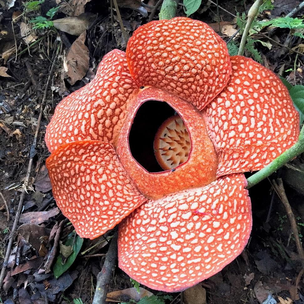 Rafflesia Arnoldii – The Largest Flower in The World is in Indonesia