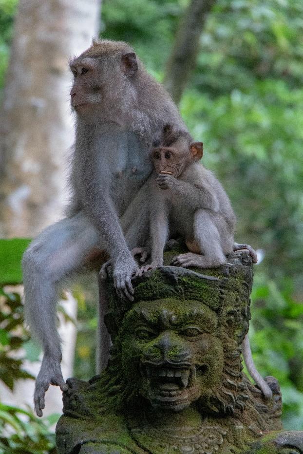 Ubud Monkey Forest in Bali Indonesia