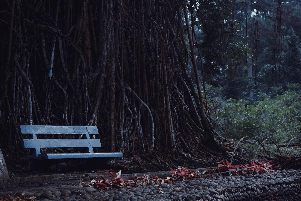 Rafflesia Arnoldii – The Largest Flower in The World is in Indonesia