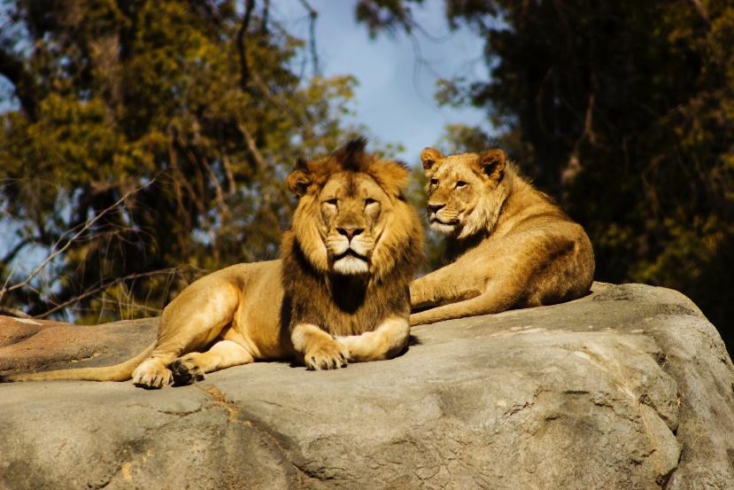 Journey to The Wild at Bali Safari and Marine Park