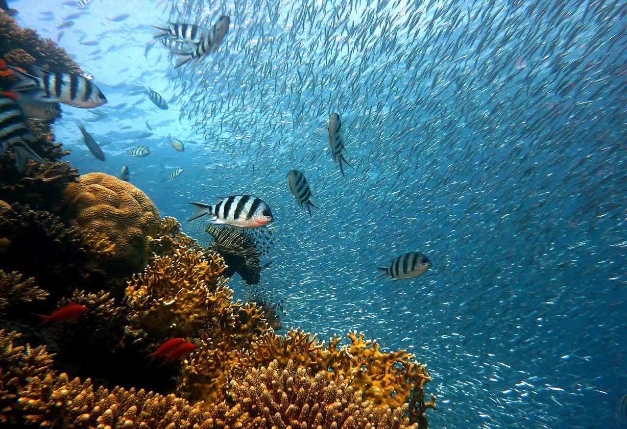 Menjangan Island, The Hidden Jewel in Bali