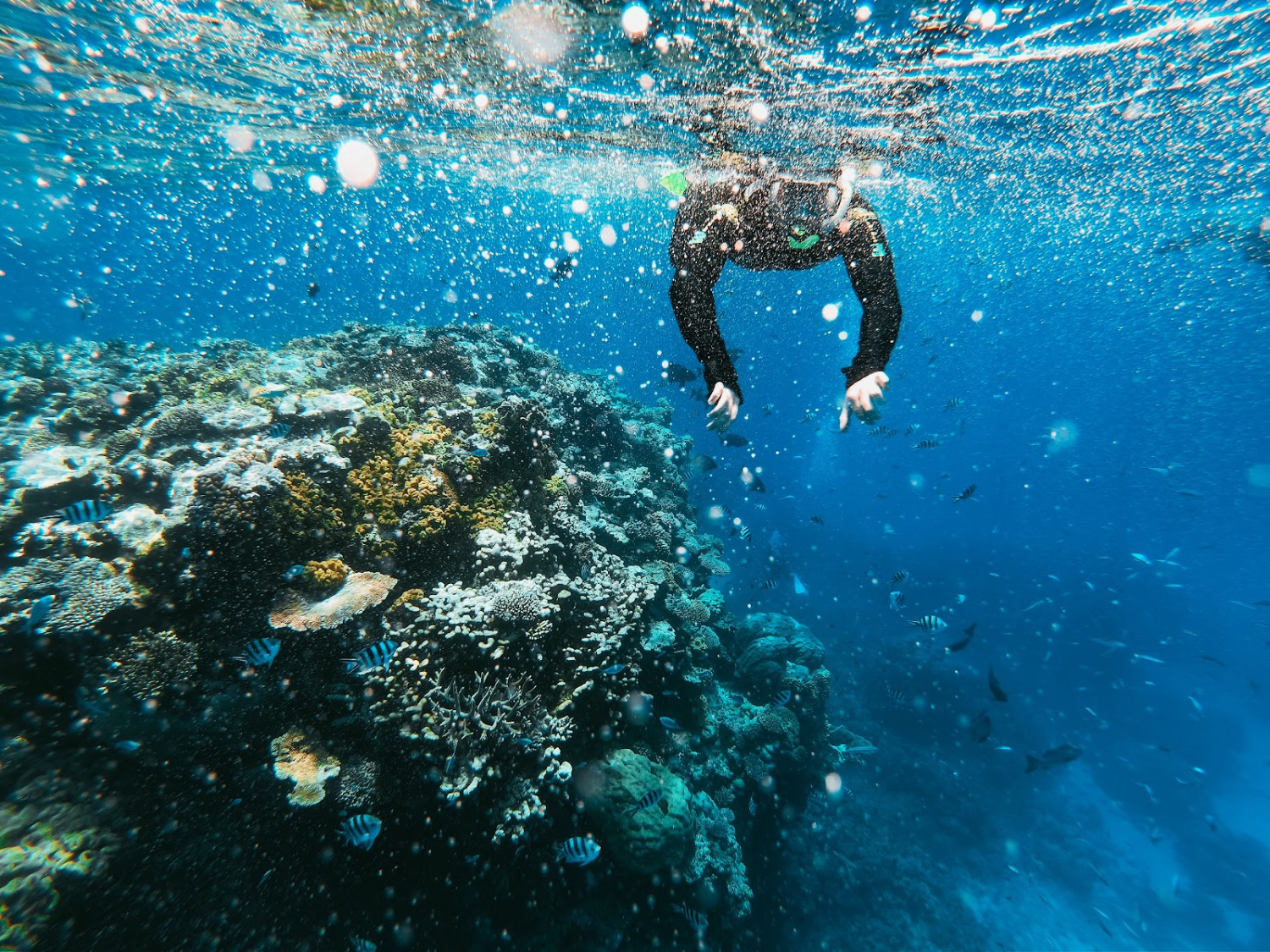 Raja Ampat,  Surga Tersembunyi di Ujung Timur Indonesia
