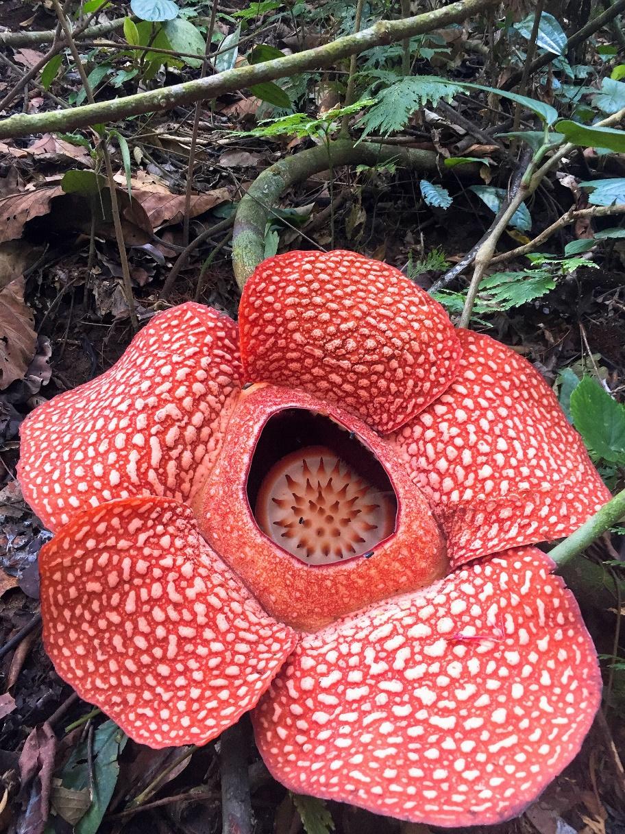 Rafflesia Arnoldii – The Largest Flower in The World is in Indonesia