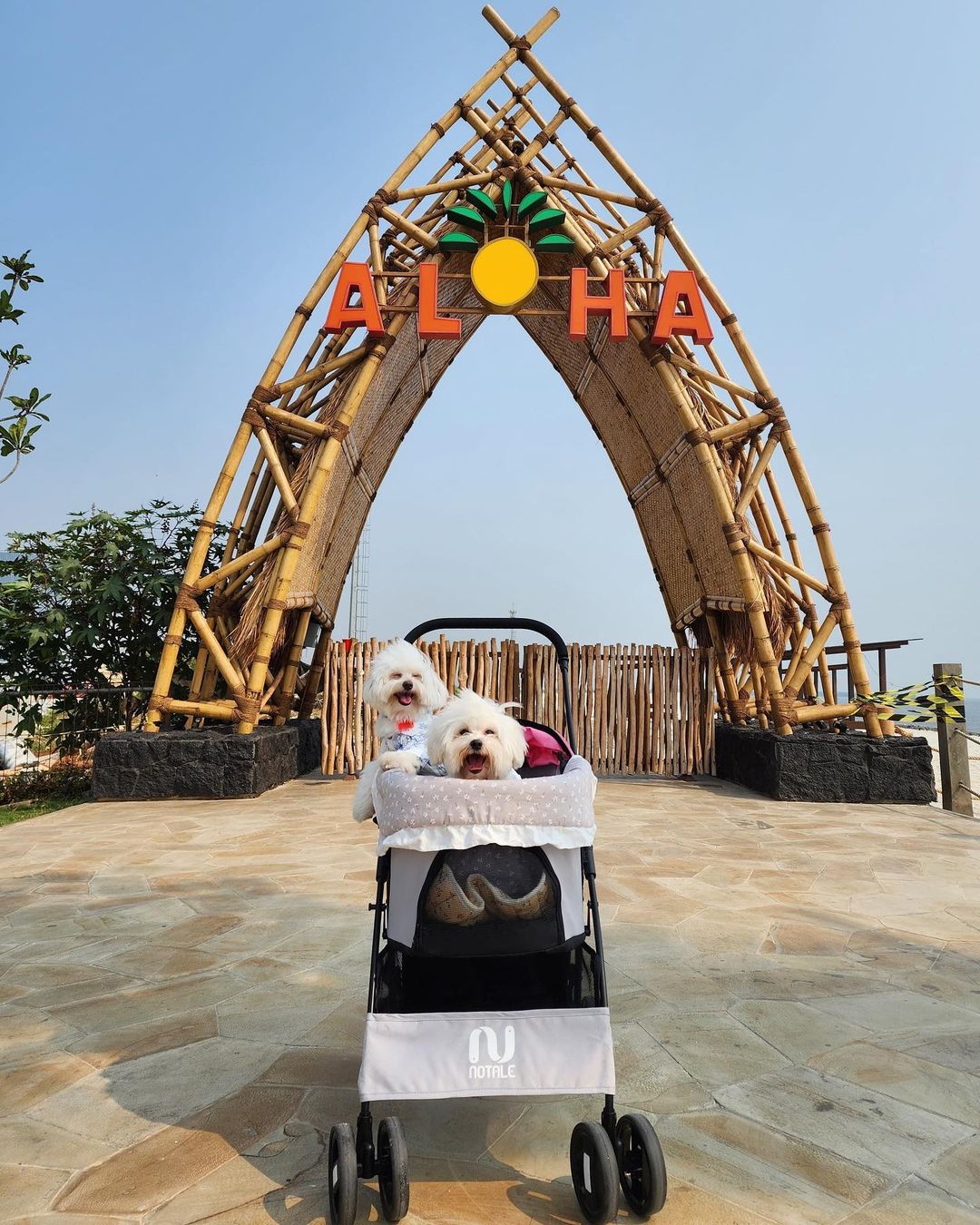 Aloha PIK 2, Destinasi Hits Jakarta dengan Tropical Vibe
