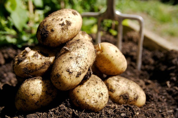 Article image, Mengenal Kentang untuk Konsumsi, Apa itu Greening?, Apakah Berbahaya Makan Kentang yang Sudah Berwarna Hijau?, Cara Menanggulangi Kentang Berwarna Hijau