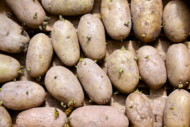Article image, Mengenal Kentang untuk Konsumsi, Apa itu Greening?, Apakah Berbahaya Makan Kentang yang Sudah Berwarna Hijau?, Cara Menanggulangi Kentang Berwarna Hijau
