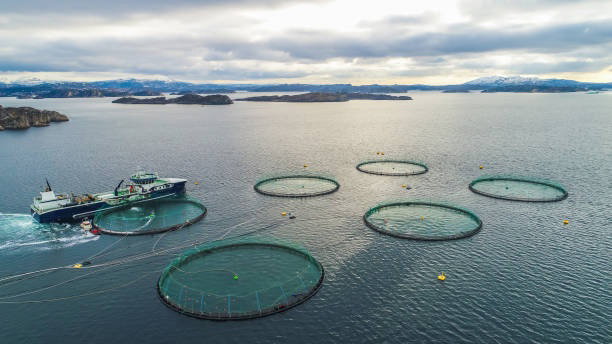 Article image, Salmon dan Kuliner Jepang, “Project Japan” Mempopulerkan Salmon Sushi dan Sashimi, Keunggulan Salmon Atlantik Norwegia, Salmon Makin Mendunia