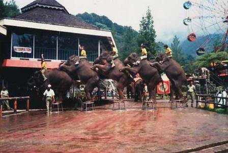 Liburan Seru ke Taman Nasional Way Kambas Lampung