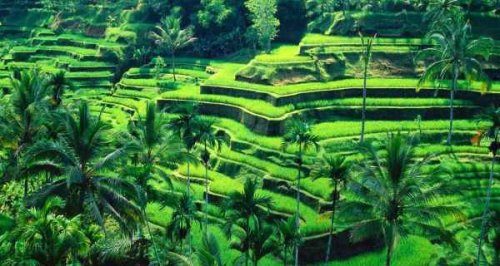 &Omega; Rekomendasi Ide Itinerary Ubud 3 Hari Terbaik, Liburan seru jadi Maksimal
