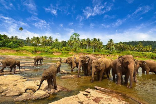 Melihat Gajah Sumatra di Taman Nasional Way Kambas