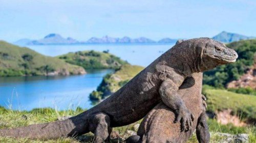 Top 10+ Foto Pulau Komodo: Harga Tiket, Fasilitas, Daya Tarik, Objek Wisata, Penginapan dll