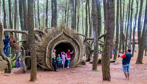Hutan Pinus Pengger: Harga Tiket, Daya Tarik, Spot Instagramable dll!