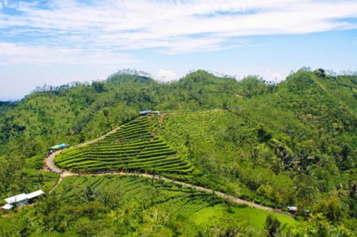 Kebun Teh Nglinggo, Rute, Harga Tiket, Fasilitas, Daya Tarik dll