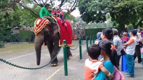 Kebun Binatang Surabaya, Harga Tiket, Aktivitas, Wahana &amp; Tips Liburan!