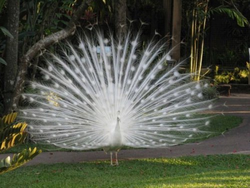 Bali Bird Park: Harga Tiket Masuk, Waktu Atraksi, Koleksi &amp; Kegiatan Seru
