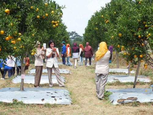 Top 10+ Foto Wisata Petik Jeruk Balitjestro Batu, Bisa Petik Jeruk Sepuasnya!