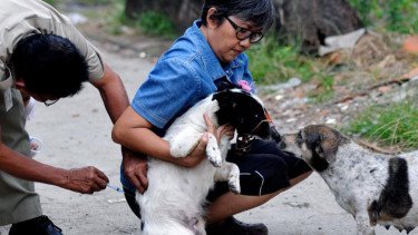 Bocah 6 Tahun Asal Indonesia Meninggal di Malaysia Usai Digigit Anjing