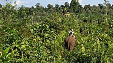 Instruksi Presiden Prabowo: Tesso Nilo Harus Kembali Jadi Habitat Gajah Sumatera