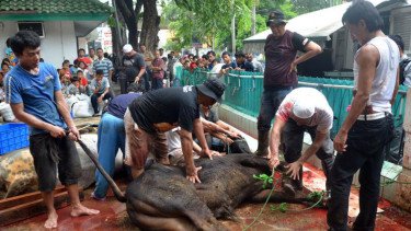 Soal Sapi Kurban dari APBN, Begini Penjelasan Guru Besar UIN Jakarta