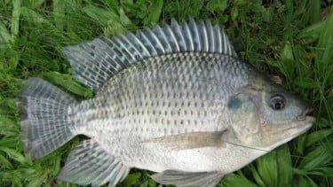 Chicken of The Sea Kini Jadi Salah Satu Komoditas Ekspor Andalan Indonesia
