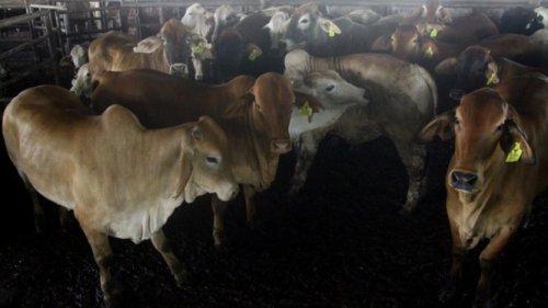 Terlepas dari Tali, Sapi Kurban Mengamuk Akibatkan 3 Warga Terluka di Jaktim