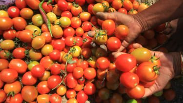 Harga Tomat Meroket Hampir 40 Persen, Ada Apa?