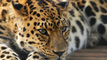 Macan Tutul di Lembang Park &amp; Zoo Lepas dari Kandang, Warga Panik-Polisi Sisir Lokasi