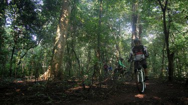 Guru Besar IPB Ungkap Fakta Mengejutkan soal Hutan dan Banjir