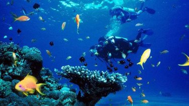 Diving.
