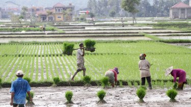 Perubahan Iklim Bisa Ganggu Harga Pangan, BI Perkuat Sinergi Nasional