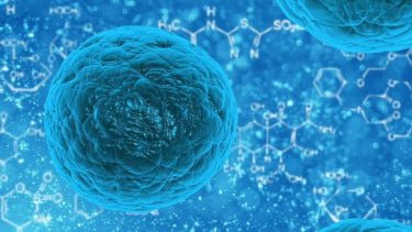 Stem Cell