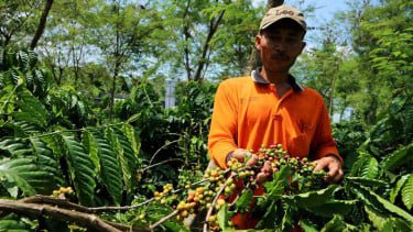 Ilustrasi/Petani.