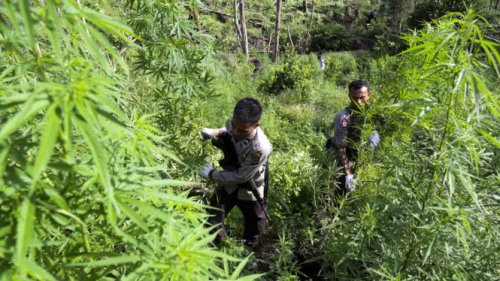 Temukan Lumbung Narkoba Terbesar, Polri Sita 180 Ton Ganja di Pegunungan Aceh