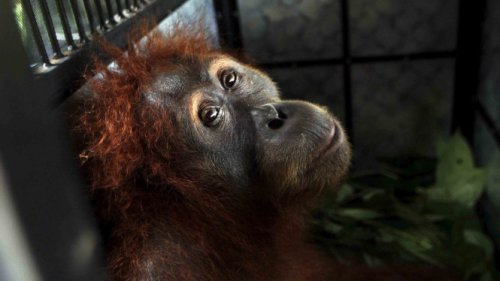 Pelestarian Orang Utan Bagian Tanggung Jawab Ekologis Perusahaan