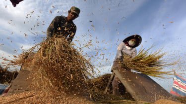 ilustrasi petani beras