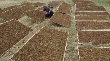 Curhat Buruh: Setiap Ada Kenaikan Cukai Rokok Kami Selalu Was-was PHK