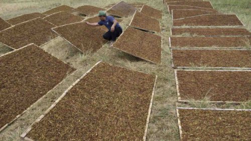 Lindungi Industri Hasil Tembakau, Pemerintah Didorong Seimbangkan Regulasi