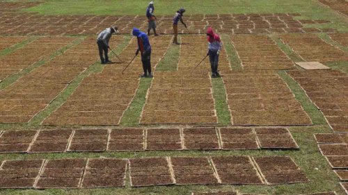 Bungkus Rokok Batal Diseragamkan Jaga Ekonomi Daerah hingga Lindungi Industri Tembakau