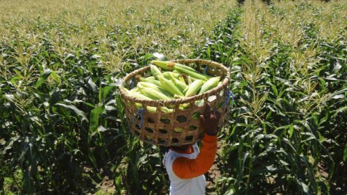 Minister: Malaysia Seeks 240,000 Tons of Corn from Indonesia Annually