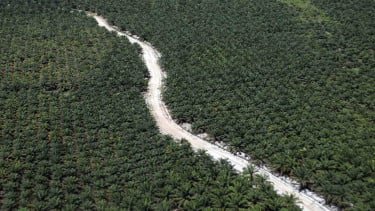 Kebun Sawit Dinilai Bukan Pemicu Bencana di Sumatera, Intip Penjelasan Pakar