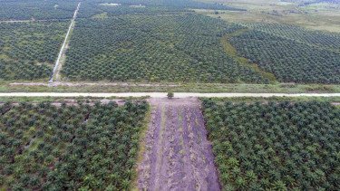 Ratusan Ribu Hektare Kebun Sawit Petani Rakyat Disebut Masuk Penguasaan Kembali Satgas PKH