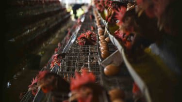 Anggarannya Rp 20 Triliun, Mentan Amran Bakal Bikin Peternakan Ayam Terintegrasi Dukung MBG