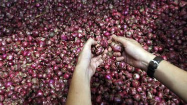 Bawang Merah dari Biji jadi 'Game Changer' Pertanian