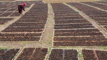 Jika Cukai Rokok Naik, Petani Tembakau Terpuruk? Ini Kata Akademisi IPB