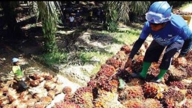 Petani Sawit Dididik, Produktivitas Siap 'Meledak'